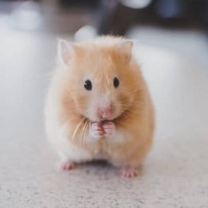 picture of a rat